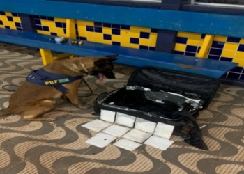 Cocaína é apreendida em bagagem de passageira de origem estrangeira