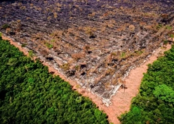 Investigações por desmatamentos atingem meio milhão de hectares