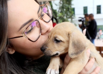 Feira de adoção de pets alcança a marca de mais de 120 animais adotados em 2022