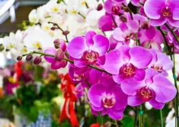 Mercado do Porto realiza “Festival de Orquídeas e Plantas” neste sábado e domingo