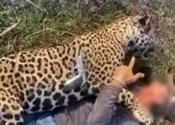 Fazendeiro de Poconé terá de pagar multa de R$ 150 mil por matar onça no Pantanal