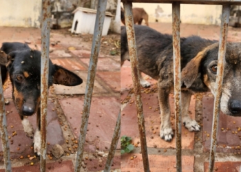 Quatro cães abandonados em residência na capital são resgatados pela Polícia Civil