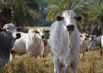 Encontro Técnico vai discutir tecnologias da produção e uso de pastagens em MT