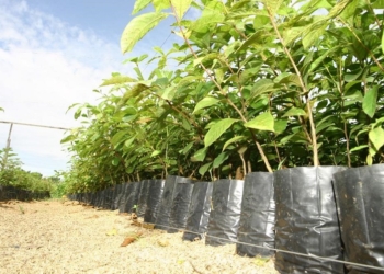 Técnicos da Empaer preveem coletar 1,2 milhão de sementes para produção de mudas nativas