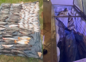 Batalhão Ambiental apreende 315 kg de pescado irregular em imóvel abandonado no bairro Coophamil