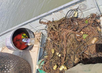 Sema e PM devolvem ao Rio Manso 30 unidades de pescado apreendidos em operação