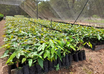 Empaer produz mudas de mogno africano e plantas nativas para arborizar diversas áreas de MT