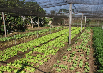 Empaer utiliza plataforma digital para mapeamento agrícola e atendimento a produtores rurais