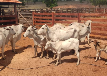 Dois homens são presos com mais de 10 cabeças de gado furtadas em Novo São Joaquim
