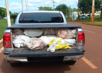 Motorista de Toyota Hilux é preso transportando 800 kg de pescado irregular