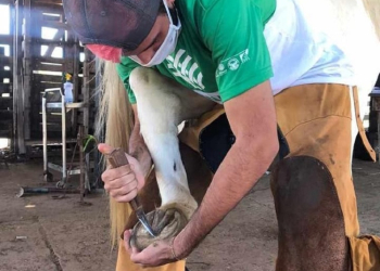 Pequenos criadores de gado de assentamento de VG são contemplados com curso de casqueamento