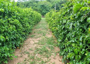 Empaer promove Dia de Campo sobre produção de Maracujá