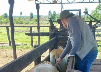 Indea e parceiros promovem evento para celebrar última vacinação contra febre aftosa em Mato Grosso
