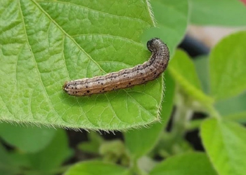 Live vai debater Incidência da lagarta Spodoptera frugiperda nas lavouras