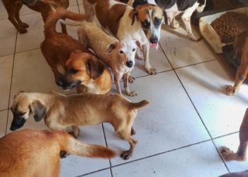TJMT mantém decisão para que município de Alto Garças trate cães doentes