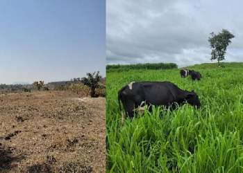 Produtor investe na melhoria da alimentação do rebanho e resultado garante sustento da família