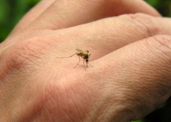 Crescimento de casos de dengue em Rondonópolis preocupa autoridades da saúde