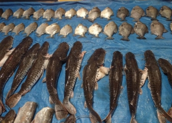 Batalhão Ambiental prende três homens e apreende 60 pescados e redes em MT