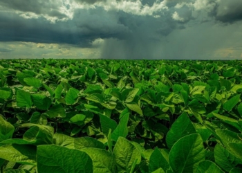 Produção de soja em MT deve atingir novo recorde com 42,82 milhões de toneladas