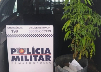 PM apreende pés de maconha e resgata cachorro em situação de maus-tratos