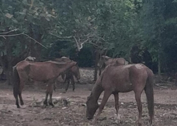 Polícia Civil indicia criador de equinos por maus-tratos contra 28 animais em Vila Rica