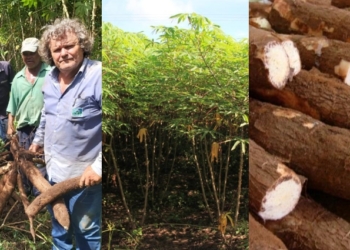 Empaer avalia produtividade do ciclo de colheita da mandioca em MT