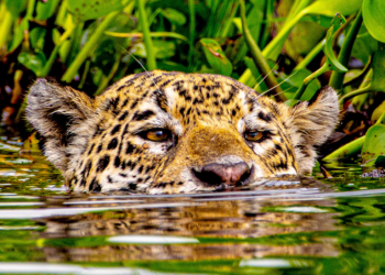 Revista Times elege Pantanal como um dos 50 melhores destinos a se visitar em 2023