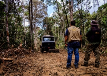 Mato Grosso é o estado que mais age no combate ao desmatamento, aponta MapBiomas