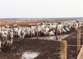 MT é o 1º Estado a apresentar projeto para redução de emissão de gases de efeito estufa pela agropecuária
