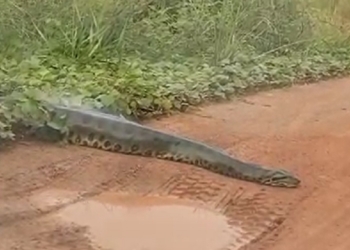 Sucuri gigante em Leverger