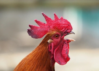 Indea promove palestra sobre gripe aviária em Lucas do Rio Verde