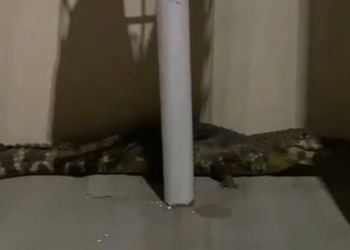 Estudante encontra jacaré na porta de sua casa em Cáceres; veja vídeo