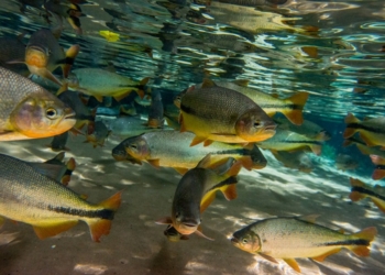 Governo do Estado vai construir nova praça no Distrito de Bom Jardim