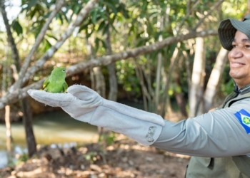 Áreas de soltura são fundamentais para reabilitação e devolução de animais silvestres à natureza; veja vídeos