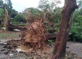 Defesa Civil de Cuiabá atua para retirar árvores derrubadas pela forte chuva desta segunda