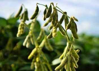 Por falta de chuva produtores terão que replantar soja em Mato Grosso
