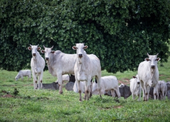 Produtores devem informar rebanho ao Indea a partir desta quarta-feira