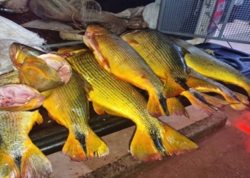 Motociclista é preso com 35 quilos de pescado da espécie Dourado
