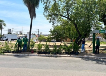 Marco Regulatório da Arborização: Cuiabá supera índice recomendado pela ONU