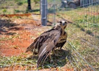 Ameaçada de extinção, águia-cinzenta é resgatada e levada ao Santuários dos Elefantes