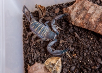 SES alerta para importância da prevenção a acidentes com escorpiões durante período chuvoso