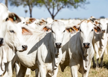 Campanha do Indea para atualização de estoque de rebanho é prorrogada