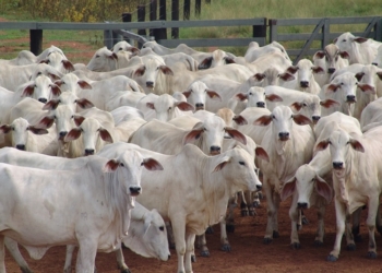 Pecuaristas ganham nova ferramenta para aquisição de animais