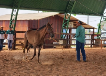 Sesp retoma projeto de equoterapia para crianças com deficiência e necessidades especiais em Cuiabá