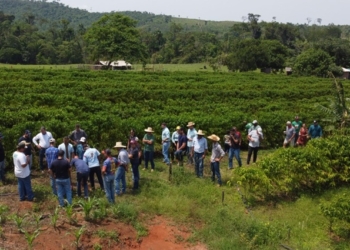 Em dia de campo de café da Empaer, produtores apresentam evolução da cultura desde o plantio até a colheita
