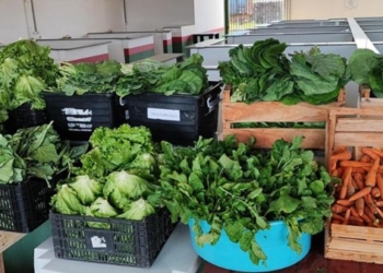 Agricultores familiares forneceram 221 mil toneladas de alimentos para famílias em situação de vulnerabilidade social