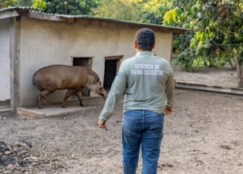 Antas resgatadas pela Sema-MT passam a viver em reserva ecológica após tratamento complexo