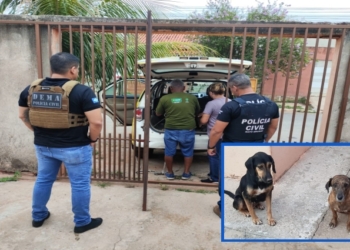 Operação da Polícia Civil resgata cães vítimas de zoofilia em Cuiabá