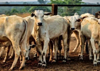 Mato Grosso registra aumento de 14,4% no abate de bovinos em 2023