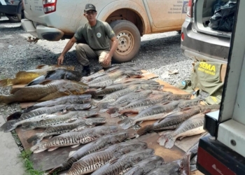 Sema e PM apreendem jacaré e 371 kg de pescado ilegal durante fiscalização